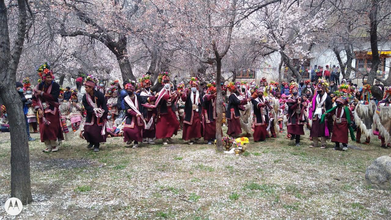 Apricot Blossom Festival Ladakh