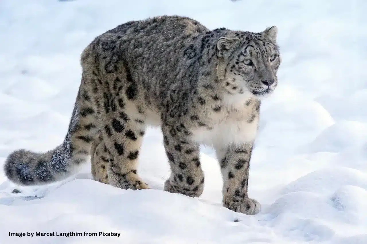facts of ladakh, snowleopard