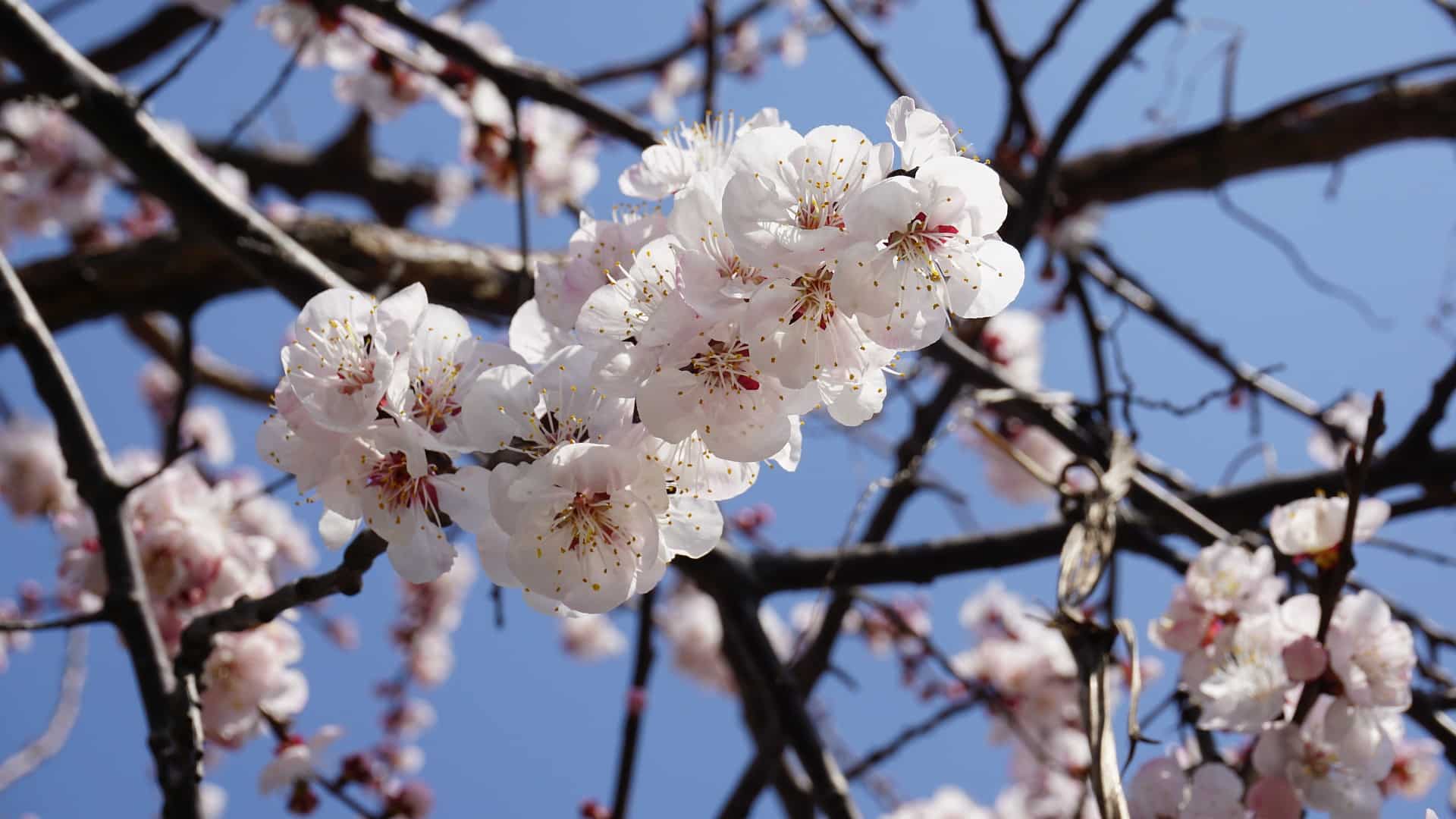 Apricot Blossom Festival 2024